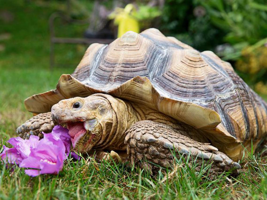Paulo notre tortue géante