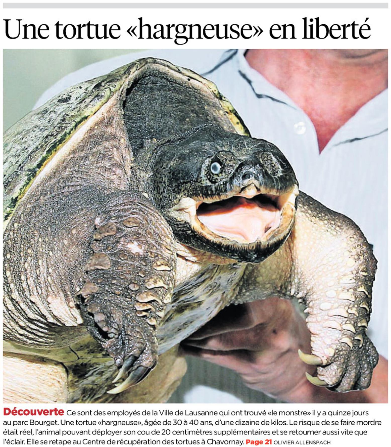 Une deuxième tortue hargneuse découverte dans le canton de Vaud -  -  Vaud