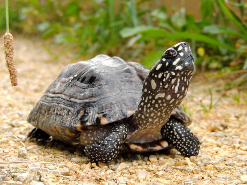 Geoclemys hamiltonii 