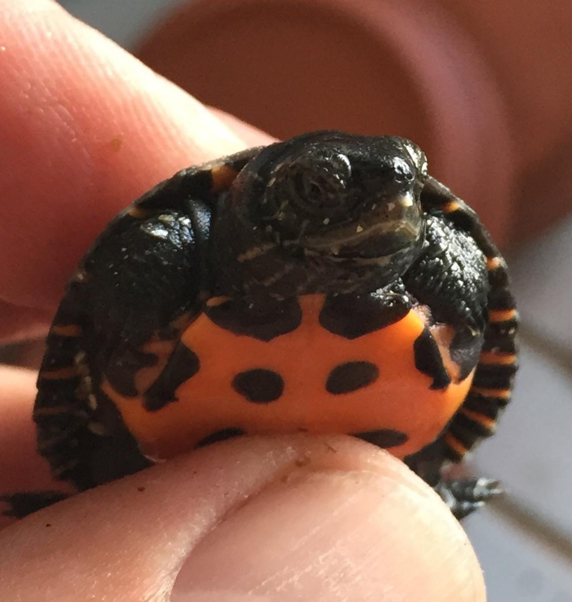 Naissance d'une petite Mauremys nigricans au centre PRT