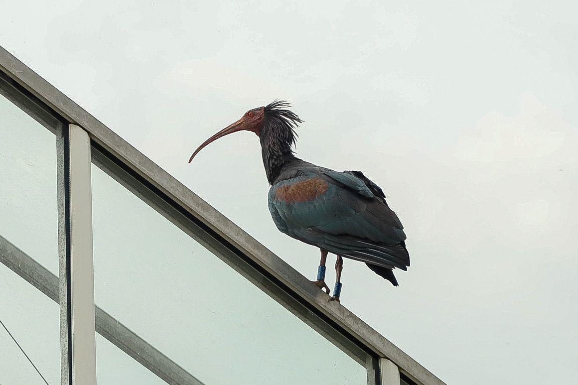 Invité surprise Ibis à tête chauve